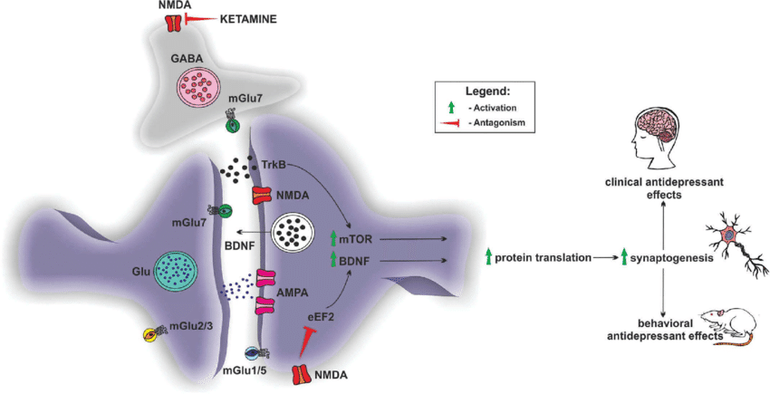 Potential mechanisms of fast antidepressant action of ketamine related to the rapid+in+ketamine+