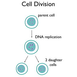 cell division