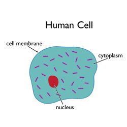 human cell