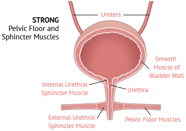 urinary 1